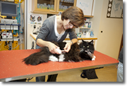Acupunctuur bij dieren